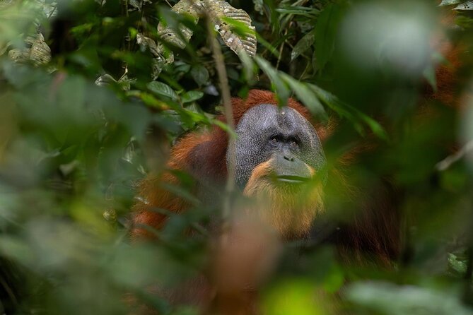 1 Day Ethical Jungle Trek in Bukit Lawang at Sumatra - Key things to know before you go