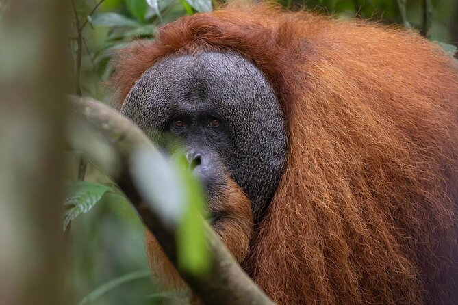 1 Day Ethical Jungle Trek in Bukit Lawang at Sumatra - How the day flows: river crossing, jungle walking, and the afternoon return