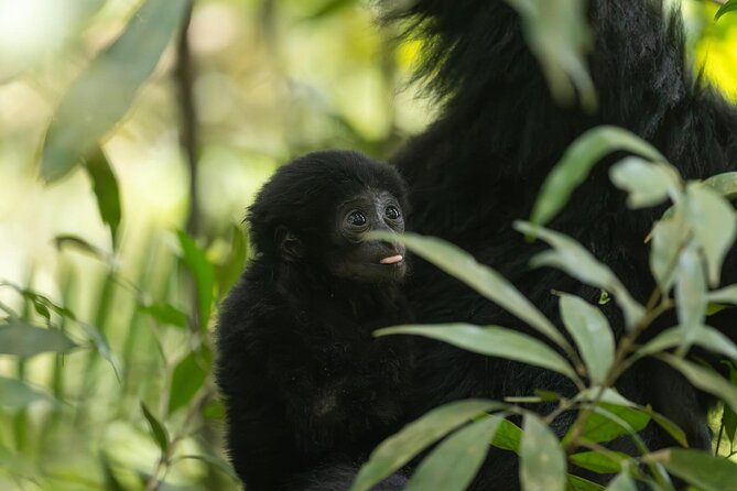 1 Day Ethical Jungle Trek in Bukit Lawang at Sumatra - Guides in action: English, certifications, and names to look for