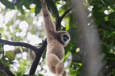 1 Day Ethical Jungle Trek in Bukit Lawang at Sumatra - Orangutan spotting: what you’re really signing up for