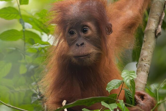 1 Day Ethical Jungle Trek in Bukit Lawang at Sumatra - Rafting or tubing: fun, included, and expect to get wet