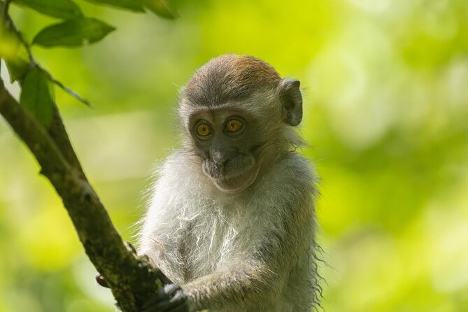 1 Day Ethical Jungle Trek in Bukit Lawang at Sumatra - Timing, terrain, and who should consider this trek