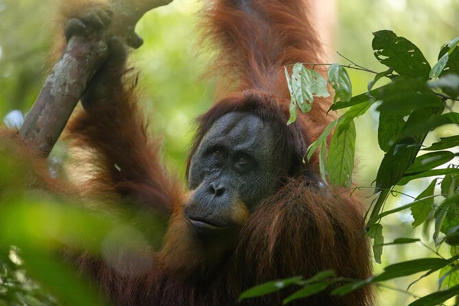 1 Day Ethical Jungle Trek in Bukit Lawang at Sumatra - Price and value: why $93.92 can make sense