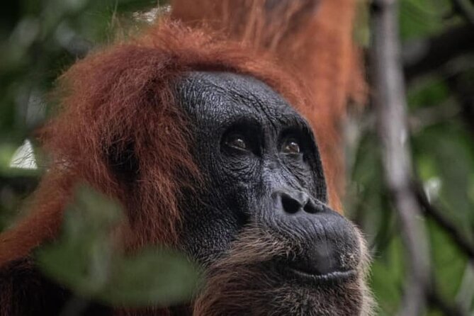 1 Day Ethical Jungle Trekking - Key Highlights to Know Before You Go
