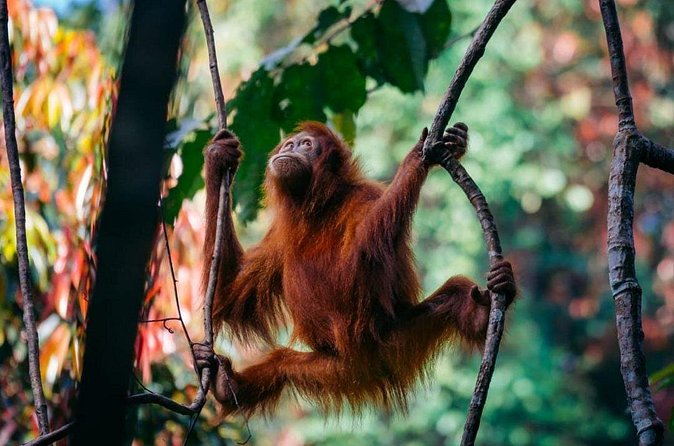 1 Day Ethical Jungle Trekking - The Jungle Walk for 5–6 Hours: What to Expect on Trail