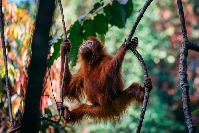 1 Day Ethical Jungle Trekking - 9:00 a.m. Pickup, Group Size, and the Medium-Pace Reality