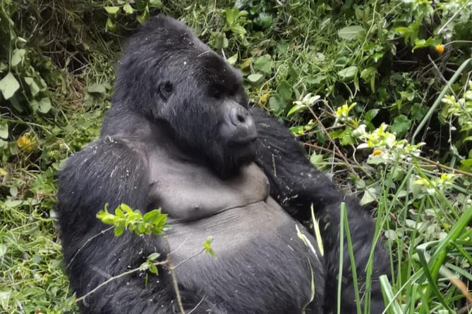 1 Day Gorilla Trekking Mgahinga Gorilla NP & Lake Bunyonyi - Key Things You’ll Notice Right Away