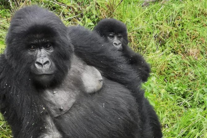 1 Day Gorilla Trekking Mgahinga Gorilla NP & Lake Bunyonyi - Kabale’s 5:00 am Start: The Day Begins Before It Feels Real