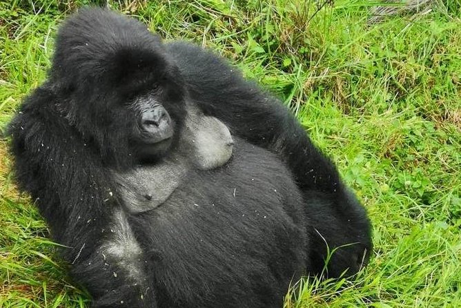 1 Day Gorilla Trekking Mgahinga Gorilla NP & Lake Bunyonyi - The Trek Into Bwindi or Mgahinga: Moderate Fitness, Slow and Steady