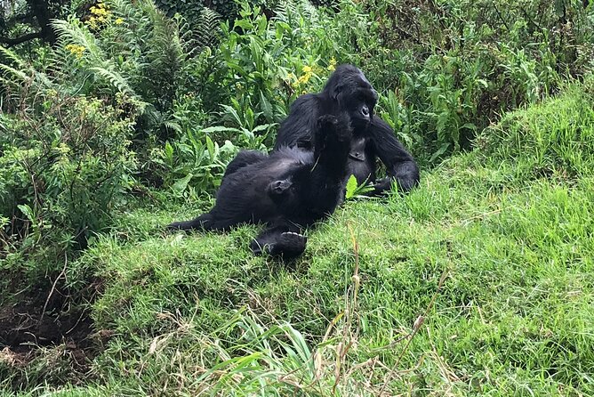 1 Day Gorilla Trekking Mgahinga Gorilla NP & Lake Bunyonyi - The One-Hour Gorilla Encounter: Controlled, Powerful, and Photogenic