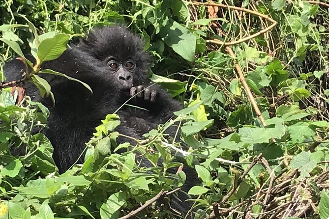 1 Day Gorilla Trekking Mgahinga Gorilla NP & Lake Bunyonyi - Price and Value: Is $1,400 Worth It?