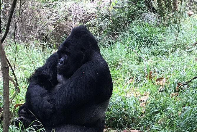 1 Day Gorilla Trekking Mgahinga Gorilla NP & Lake Bunyonyi - Who Should Book This One-Day Gorilla Trek