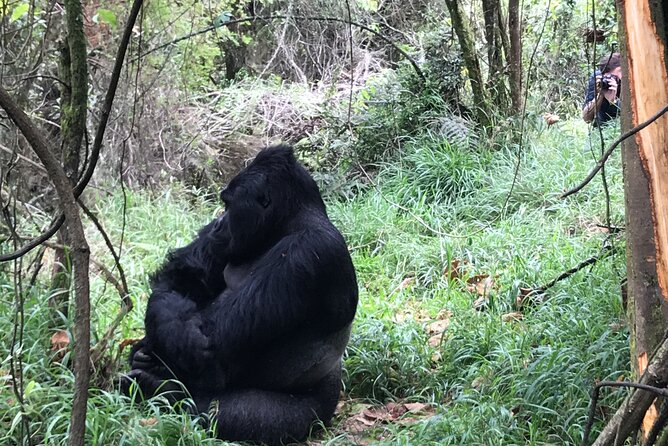 1 Day Gorilla Trekking Mgahinga Gorilla NP & Lake Bunyonyi - Before You Book: A Quick Checklist That Saves Stress