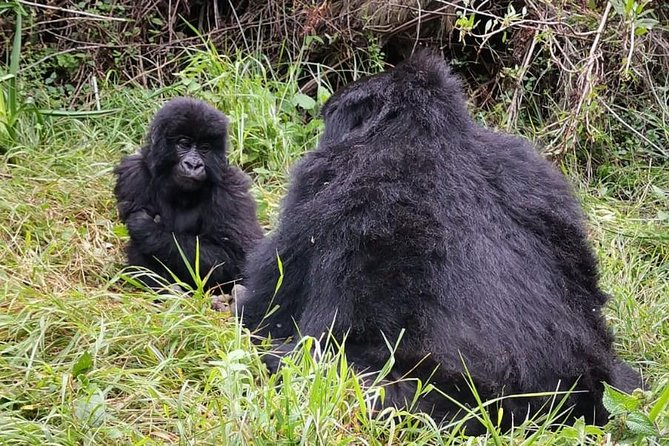 1 Day Gorilla Trekking Mgahinga Gorilla NP & Lake Bunyonyi - Private Transport and Ranger Briefing: Safety Is the Real Luxury