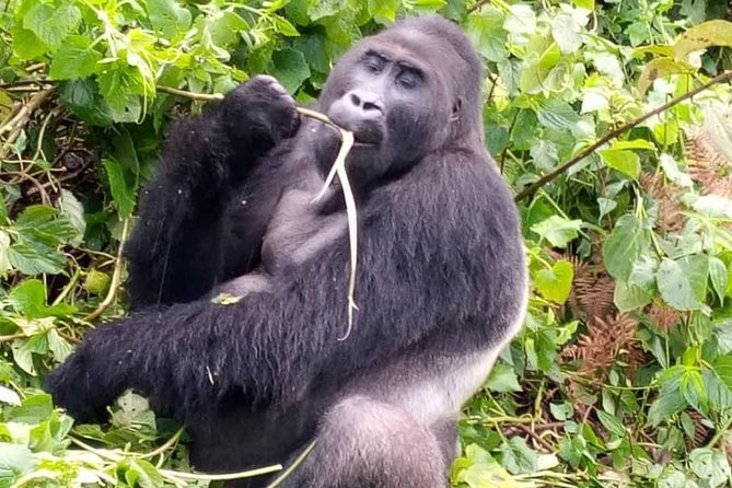 1 Day Gorilla Trekking Rwanda - Lunch Included: A Small Detail That Changes Your Day