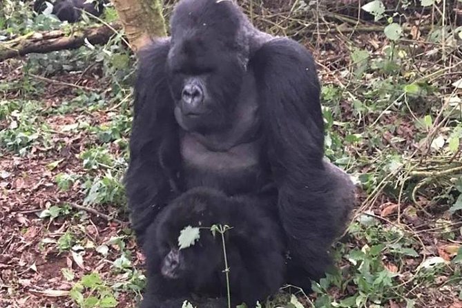 1 Day Gorilla Trekking Rwanda - Price and Value: What $2,750 Really Covers