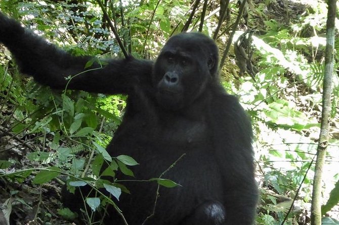 1 Day Gorilla Trekking Rwanda - Guides and Organization: What People Remember