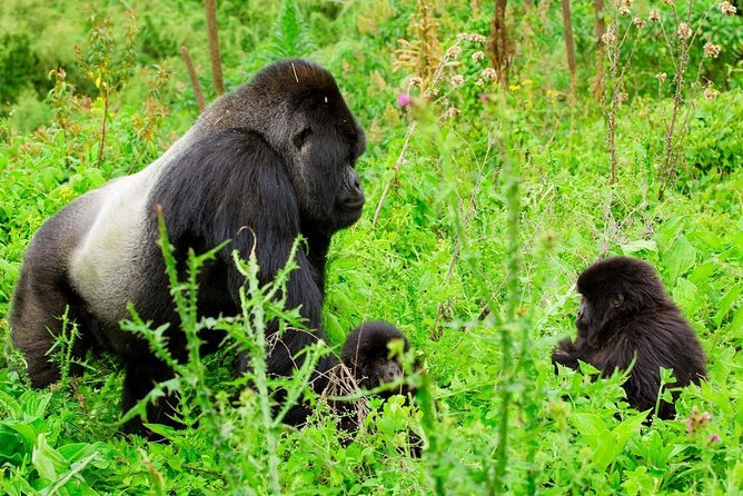 1 Day Gorilla Trekking Safari Tour - Kigali To Volcanoes NP: The Real Meaning of an Early Start