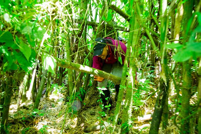 1 Day Gorilla Trekking Safari Tour - Service Level on the Ground: The Human Part of the Trek
