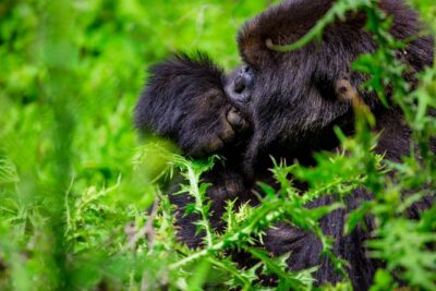 1 Day Gorilla Trekking Safari Tour - Kinigi Village Ranger Briefing at 8:30am: The Rules That Make It Work