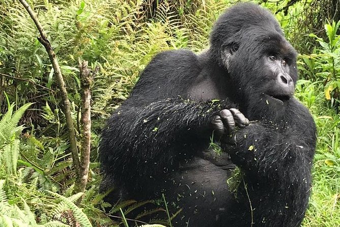 1 Day Gorilla Trekking Uganda - Kigali to gorillas: the early-morning reality