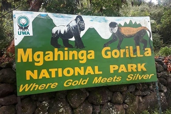 1 Day Gorilla Trekking Uganda - Visa and border timing: plan around paperwork, not luck