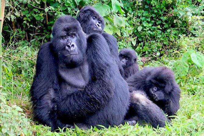 1 Day Gorilla trekking volcanoes national park - Gorilla trekking in Volcanoes National Park: what your day with the gorillas feels like