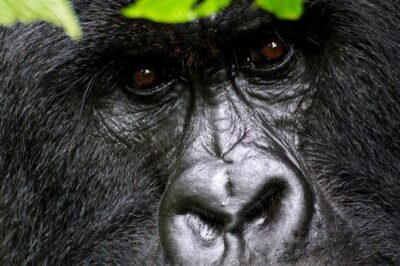 1 Day Gorilla trekking volcanoes national park - Beyond the forest: visiting Gorilla Guardians Village and why it adds real value