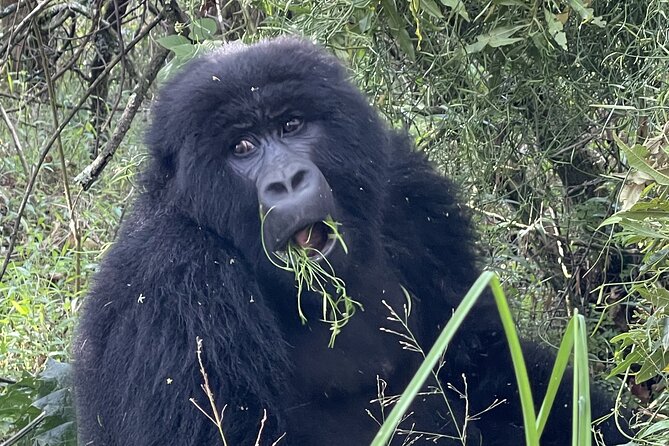 1 Day Guided Gorilla Trekking Safari Experience in Rwanda - Should you book this 1-day gorilla trek with Blue Monkey Tours?