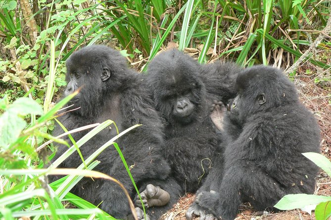 1 day Mountain Gorilla Trekking Safari Uganda - Why a One-Day Bwindi Gorilla Trek Works (Even When Time Feels Tight)