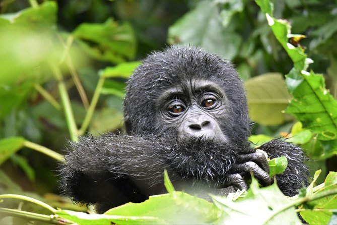 1 day Mountain Gorilla Trekking Safari Uganda - What About Chimpanzees and Other Wildlife?