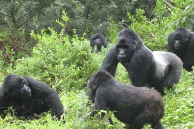 1 day Mountain Gorilla Trekking Safari Uganda - 6:00am Pickup from Kisoro: The Day Begins Fast