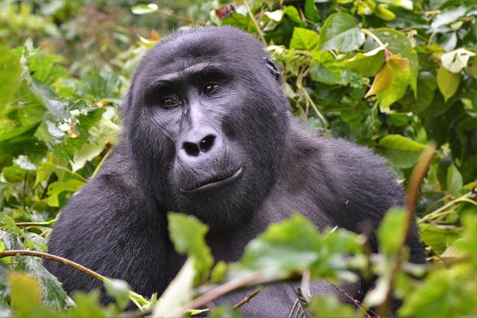 1 day Mountain Gorilla Trekking Safari Uganda - The Community Benefit: Giving Back Without Making It a Lecture