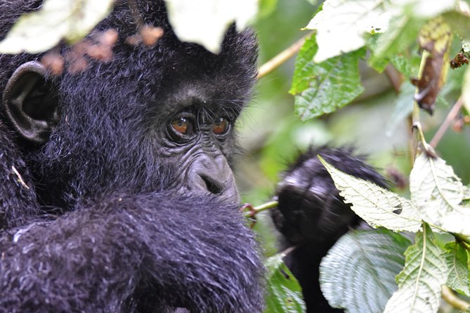 1 day Mountain Gorilla Trekking Safari Uganda - Private Tour Feel, Mobile Tickets, and Reliable Hosts