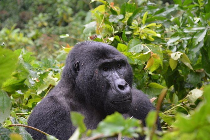 1 day Mountain Gorilla Trekking Safari Uganda - Price and Value: Is $1,200 Reasonable for a One-Day Gorilla Trek?