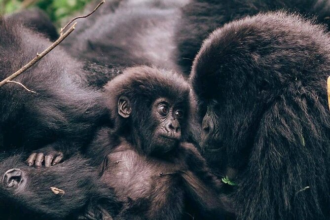1 Day Rwanda Gorilla Trekking - Key things to know before you go