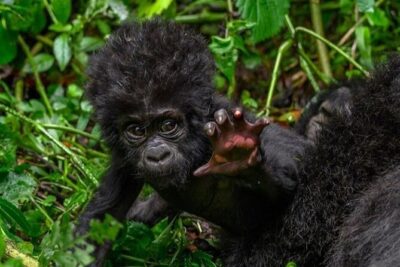 1 Day Rwanda Gorilla Trekking - The pre-dawn start: pickup, drive time, and what to expect