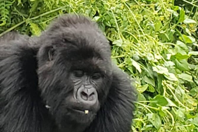 1 Day Rwanda Gorilla Trekking - Gasumo Waterfall: a short hike, a big view