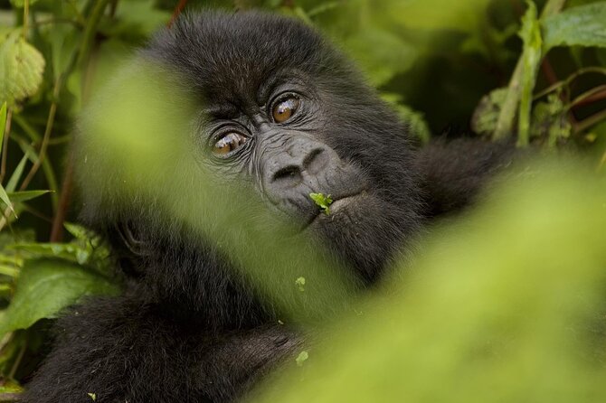 1 Day Rwanda Gorilla Trekking - What’s included in the price, and what that means for your budget
