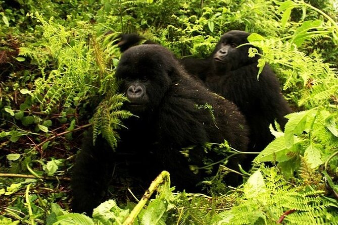 1 Day Rwanda Gorilla Trekking - How to dress and pack for the gorilla day