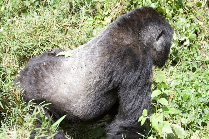 1 Day Rwanda Gorilla Trekking Tour - The 4x4 Drive From Kigali to Volcanoes National Park