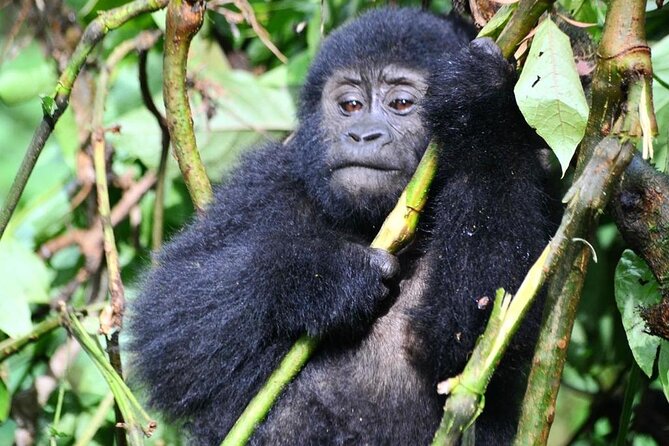 1 Day Rwanda Gorilla Trekking Tour - The Forest Hike: What Strenuous Really Means