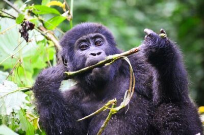 1 Day Rwanda Gorilla Trekking Tour - Kinigi Village Ranger Briefing and Group Assignments