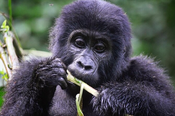 1 Day Rwanda Gorilla Trekking Tour - Watching Mountain Gorillas Play and Interact