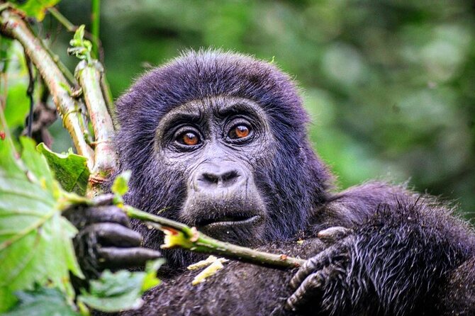 1 Day Rwanda Gorilla Trekking Tour - Lunch, Water, and the Coffee Stops You’ll Appreciate