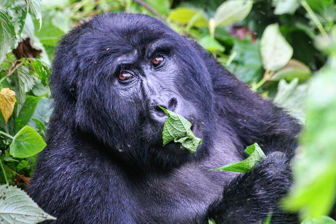 1 Day Rwanda Gorilla Trekking Tour - Price and What $2,687 Buys in Real Value