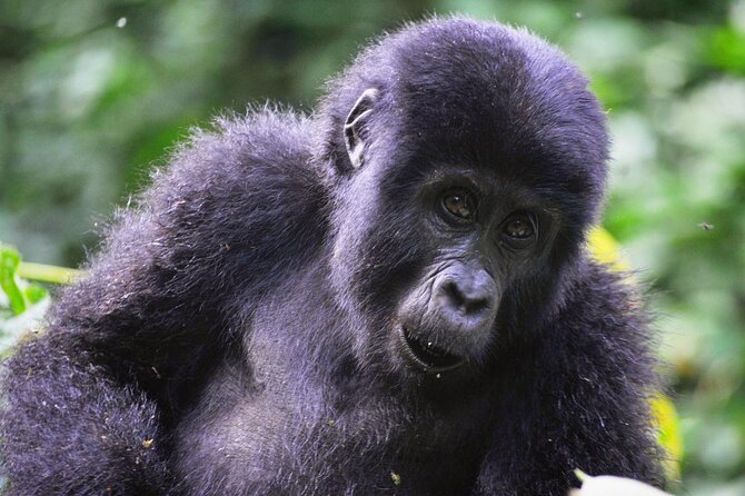 1 Day Rwanda Gorilla Trekking Tour - What the Provider Reputation Suggests About Guide Quality