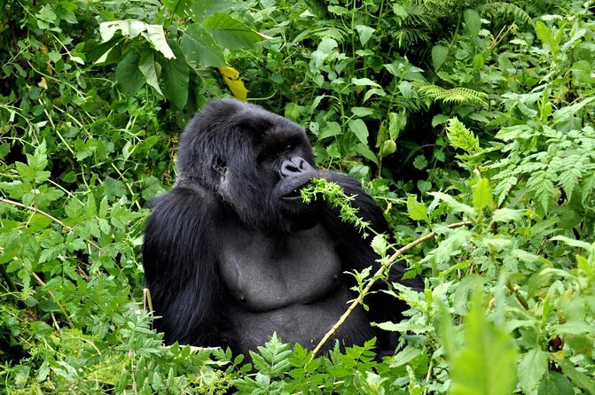 1 Day Rwanda Gorilla Trekking Tour In The Volcanoes National Park - Key Points I’d Plan Around