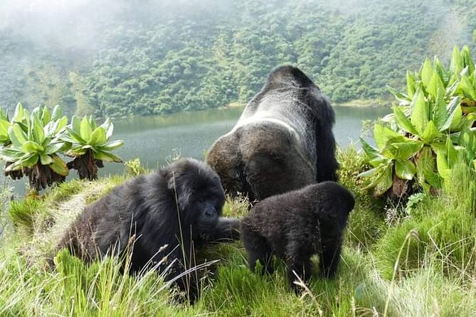 1 Day Rwanda Gorilla Trekking Tour In The Volcanoes National Park - Gorilla Time Planning: Why One Day From Kigali Makes Sense