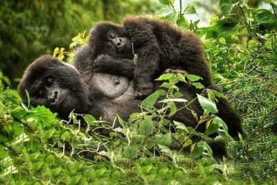1 Day Rwanda Gorilla Trekking Tour In The Volcanoes National Park - Kinigi Ranger Briefing: Rules That Shape Your Gorilla Trek